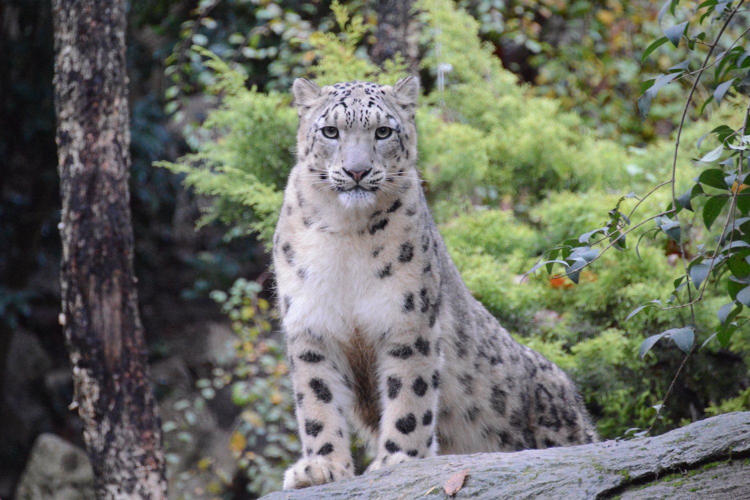 prog-leopardo-nevi-wild-1.jpg