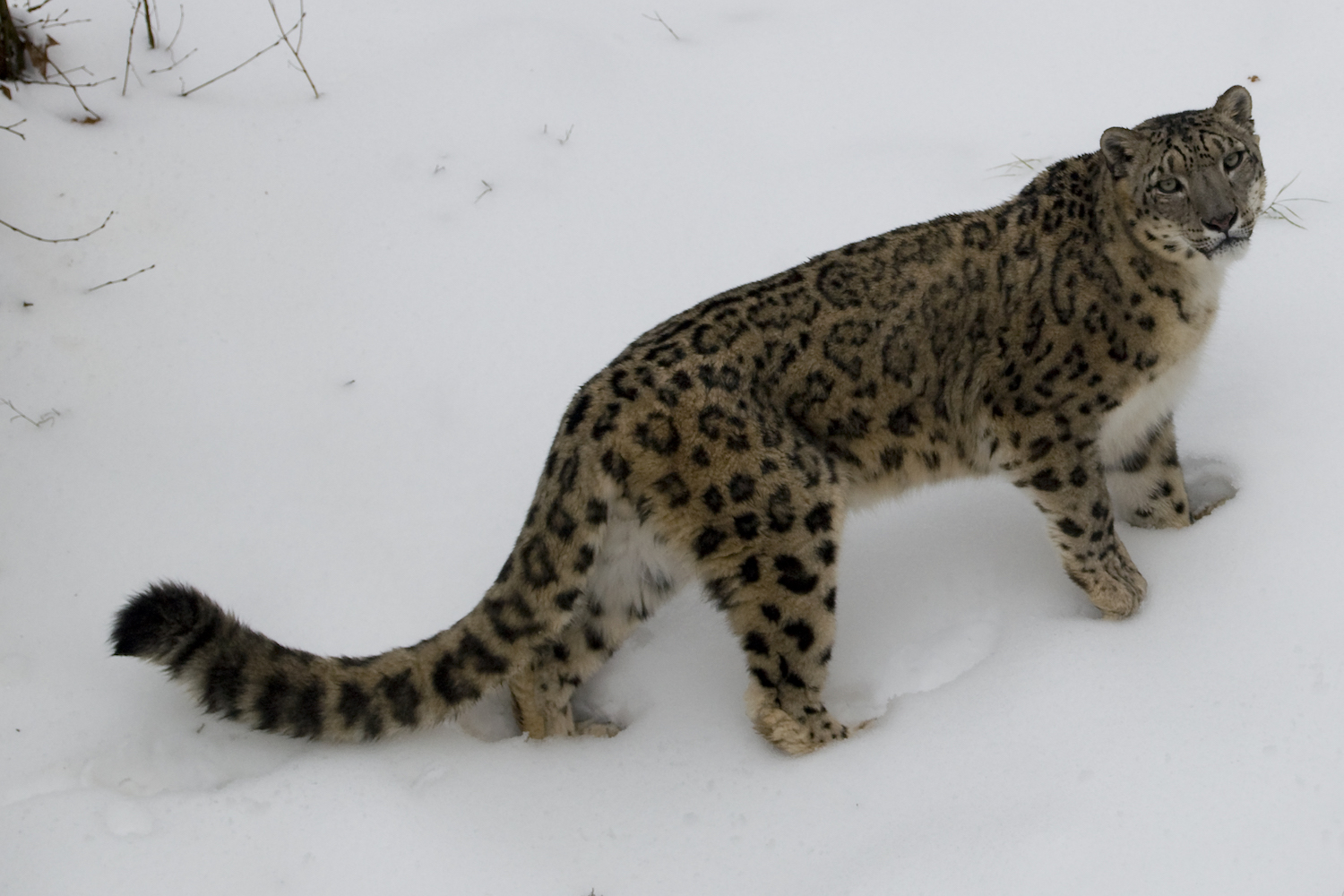 prog-leopardo-nevi-wild-2.jpg