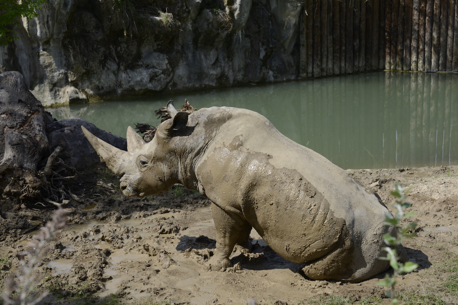 prog-rinoceronte-1.jpg