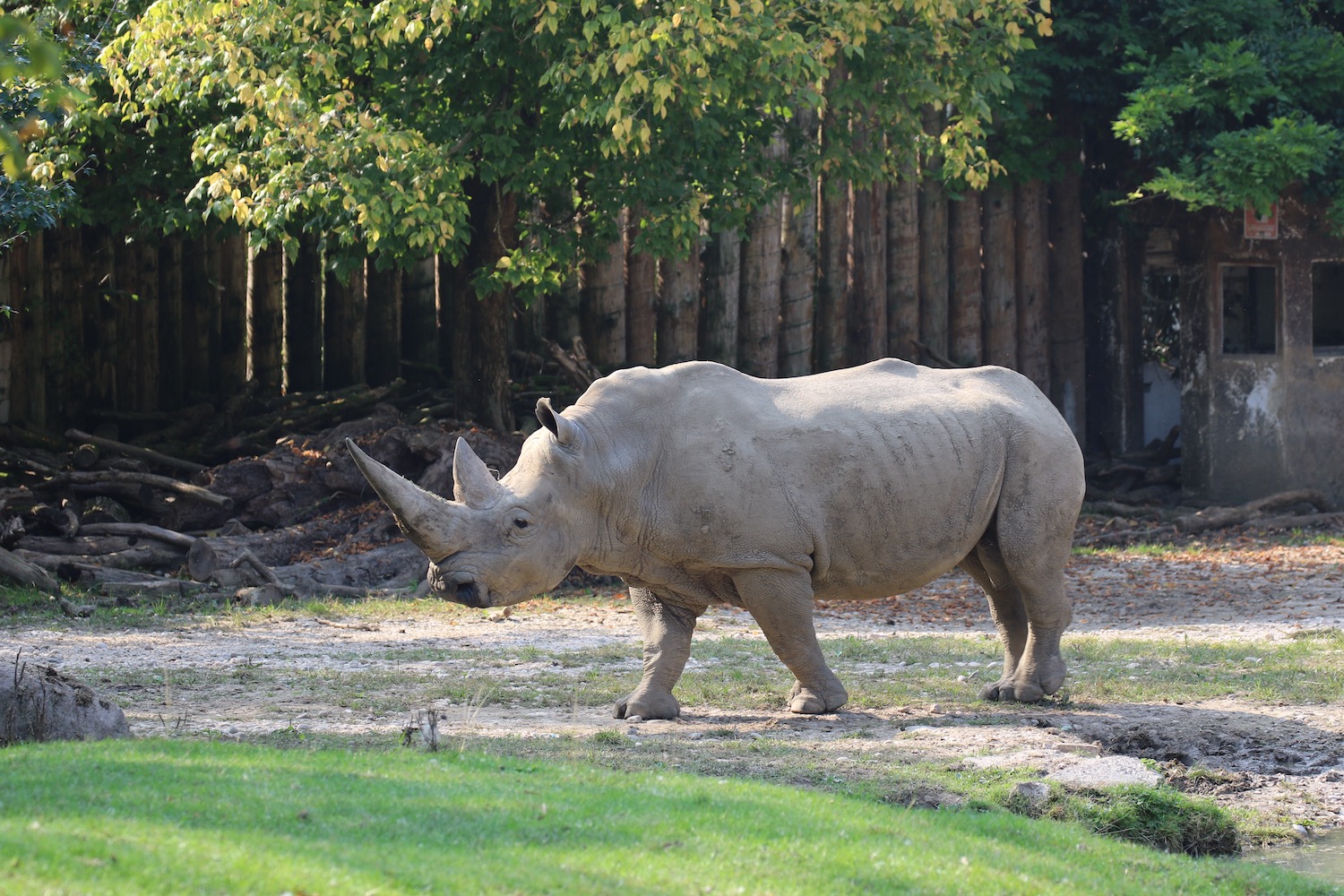 prog-rinoceronte-3.jpg