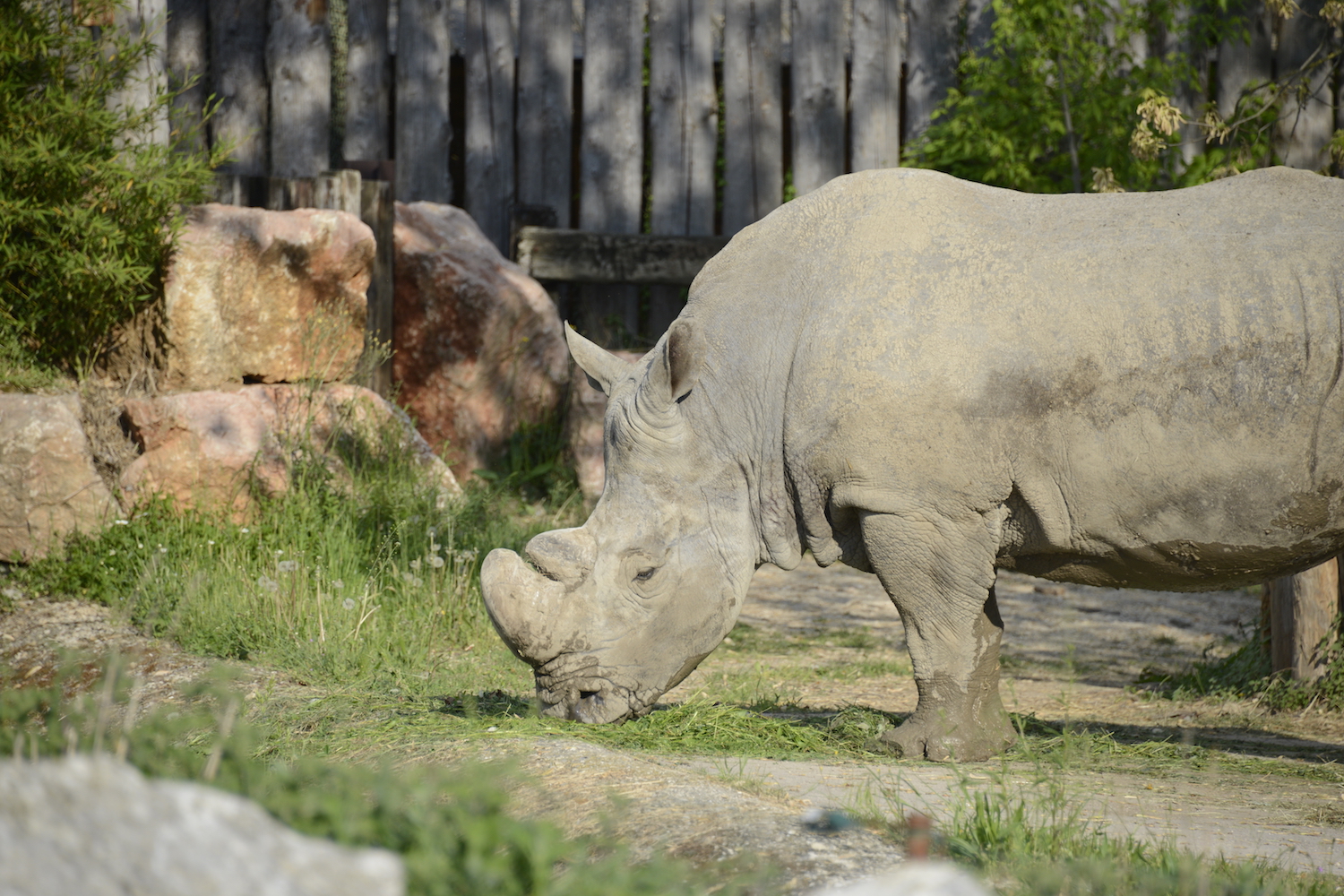 prog-rinoceronte-7.jpg