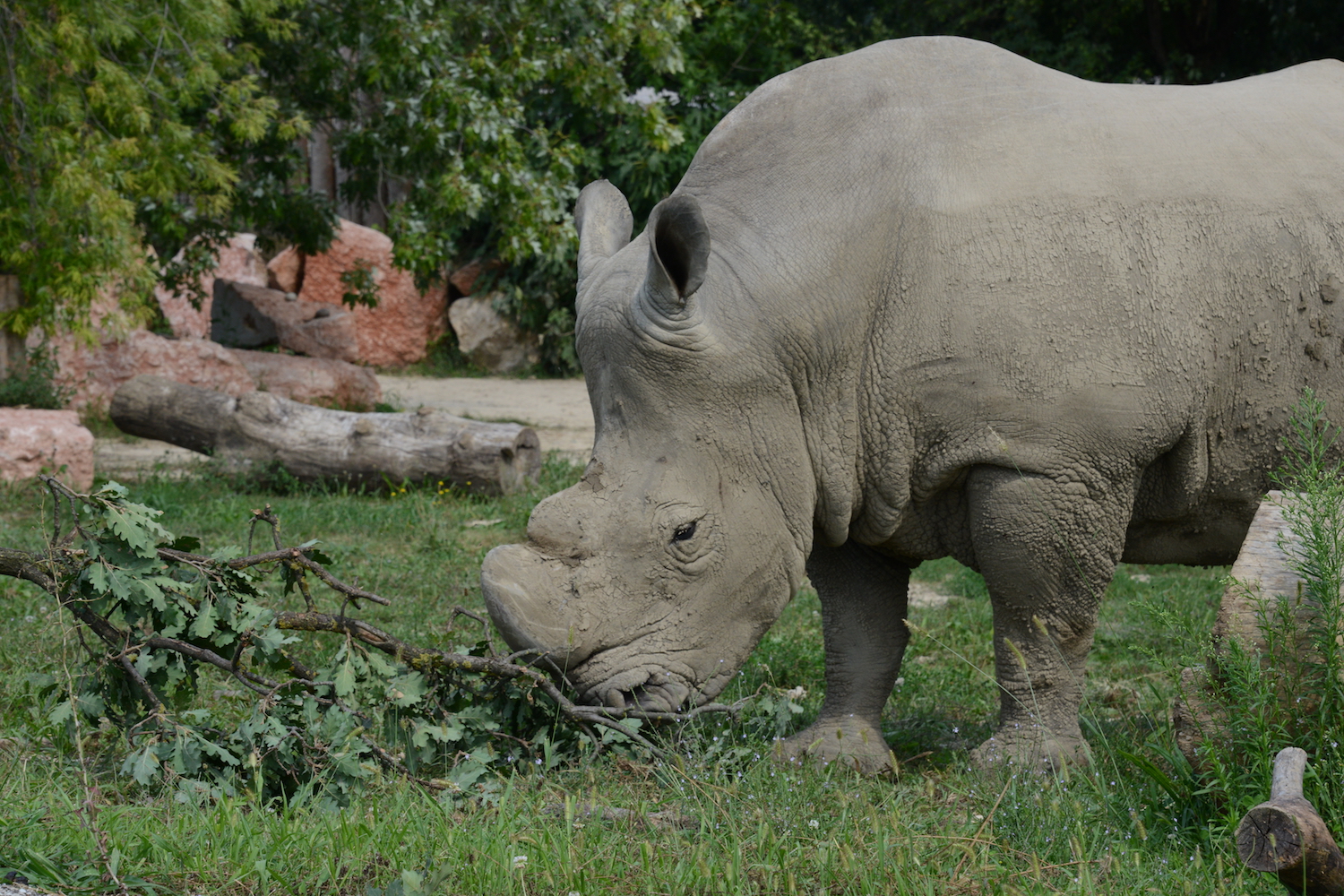 prog-rinoceronte-8.jpg