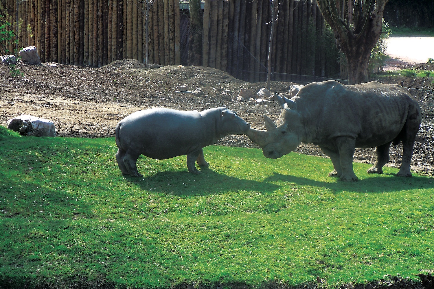 prog-rinoceronte-9.jpg