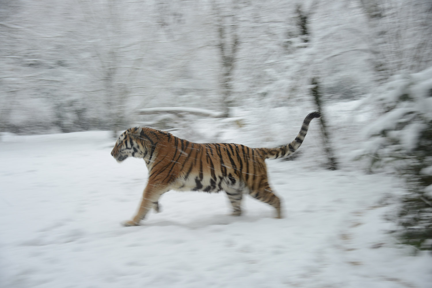prog-tigre-wild-1.jpg