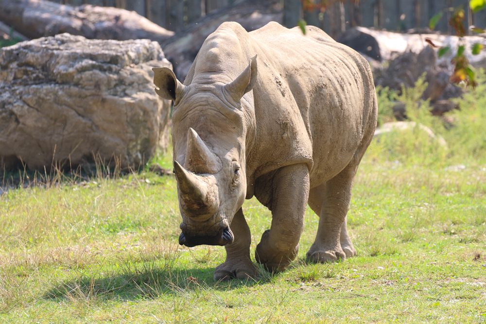 rinoceronte-3-22092020.jpg
