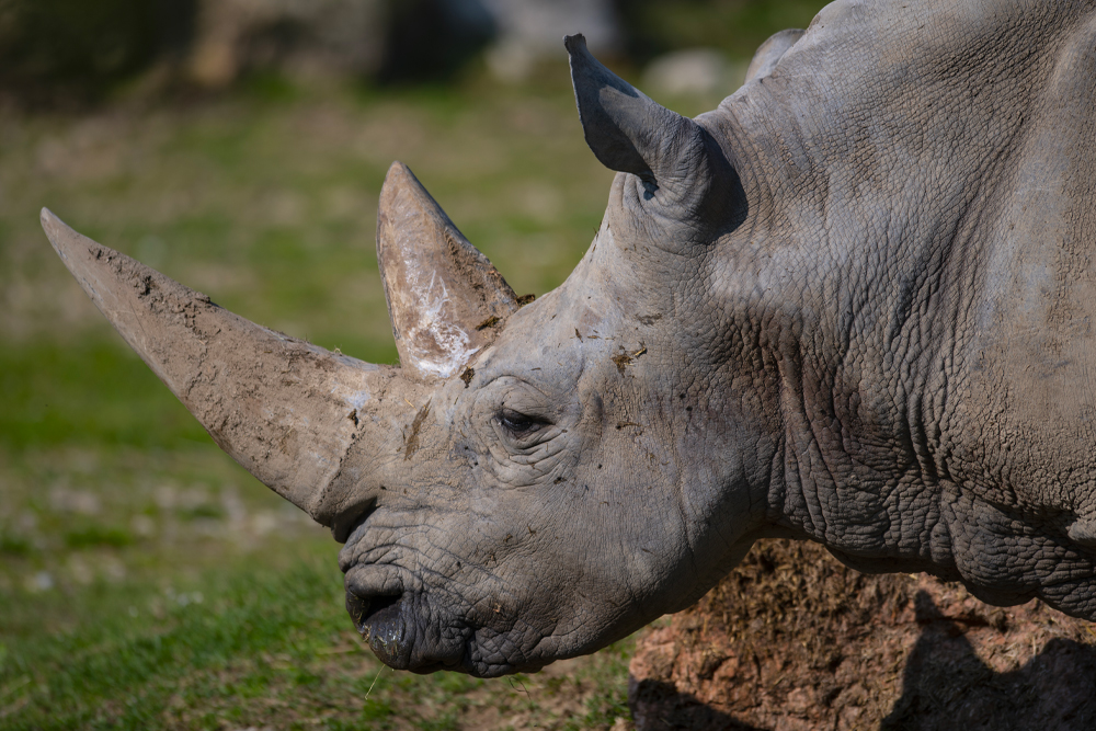 rinoceronte-4-22092020.jpg