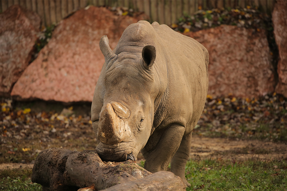 rinoceronte-7-22092020.jpg