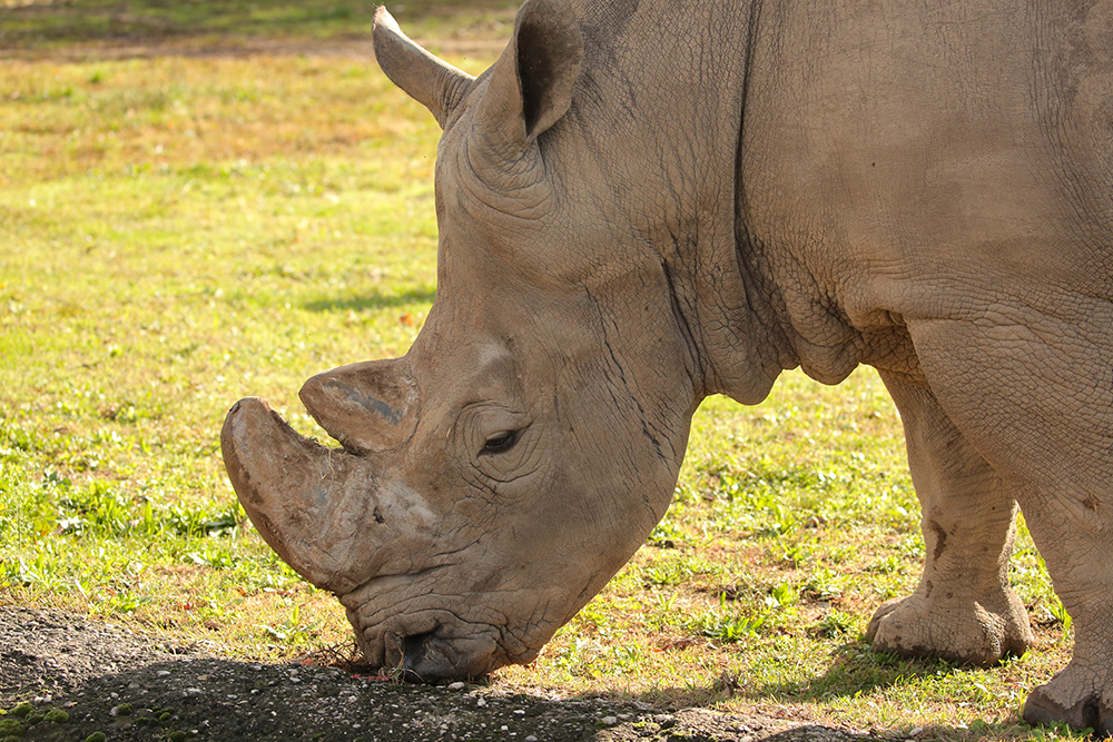rinoceronte-8-22092020.jpg