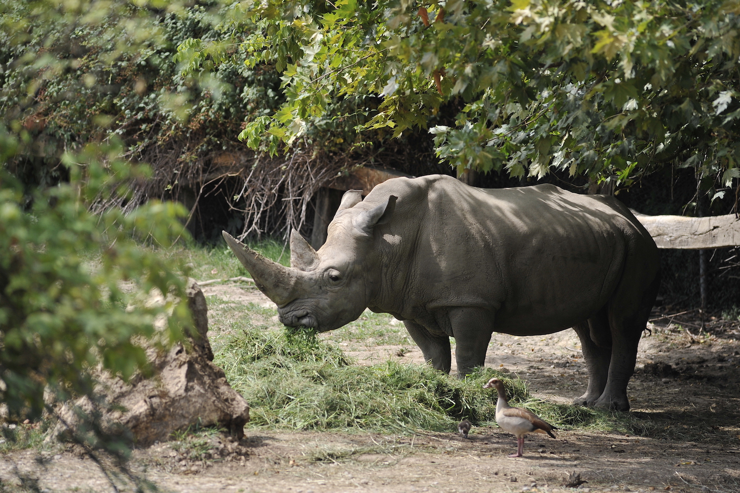rinoceronte-cpa-1.jpg