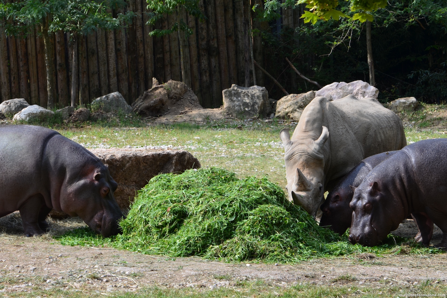 rinoceronte-cpa-3.jpg