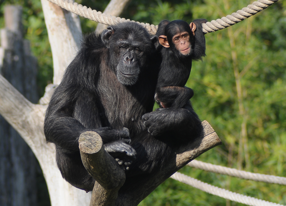 scimpanze-06032019.jpg