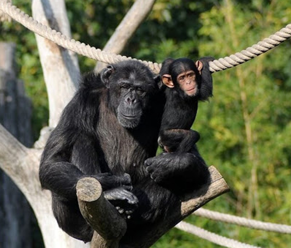 scimpanze-14072020-3.