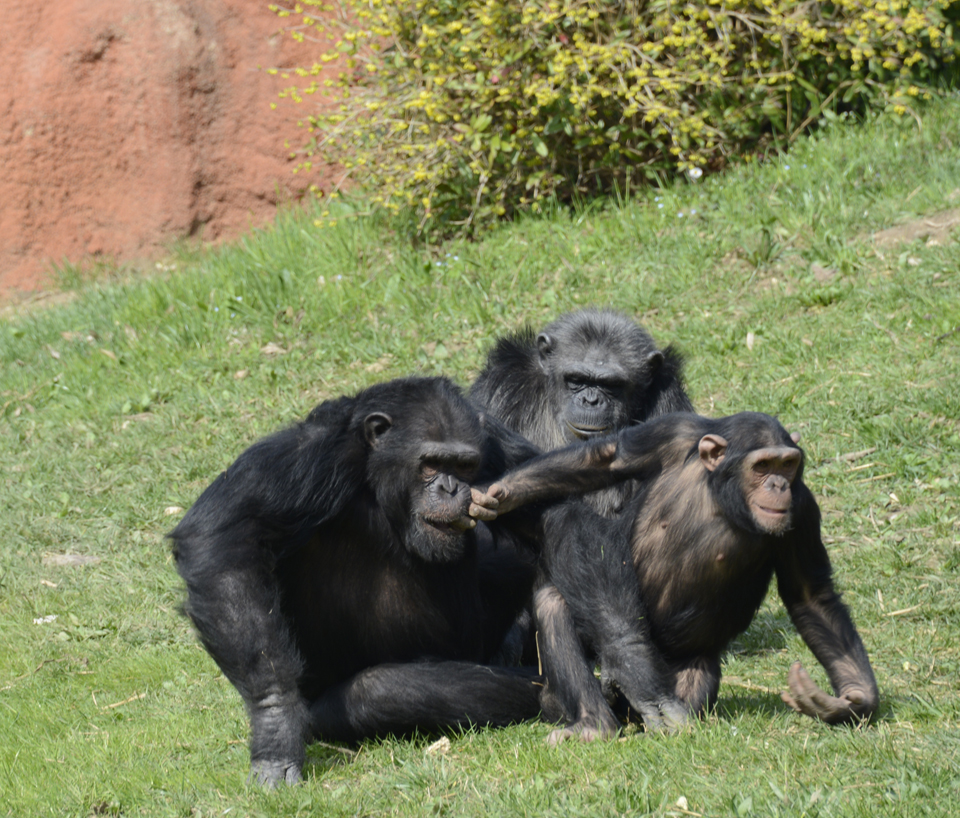 scimpanze-14072020-4.