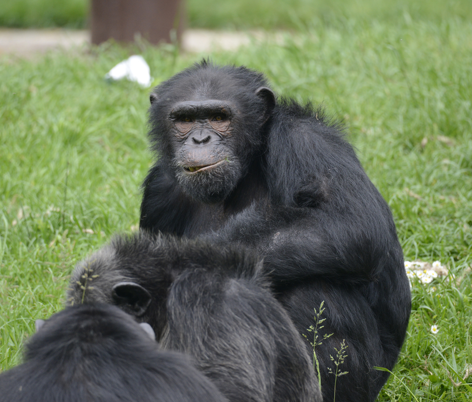 scimpanze-14072020-6.