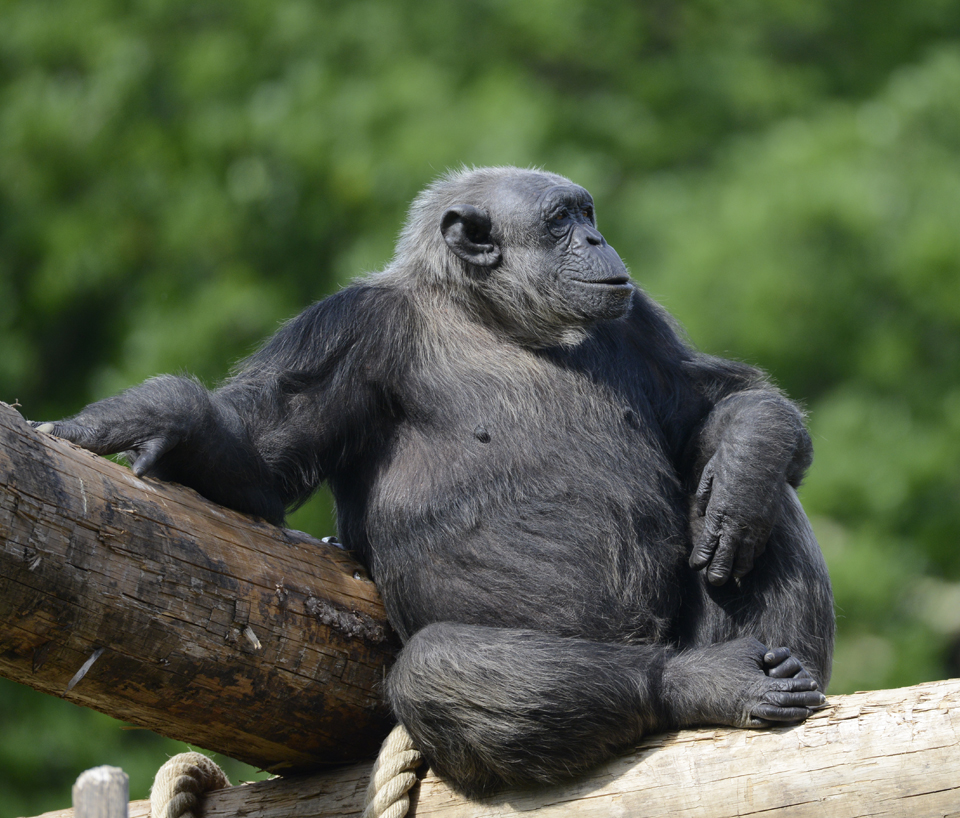 scimpanze-14072020-9.