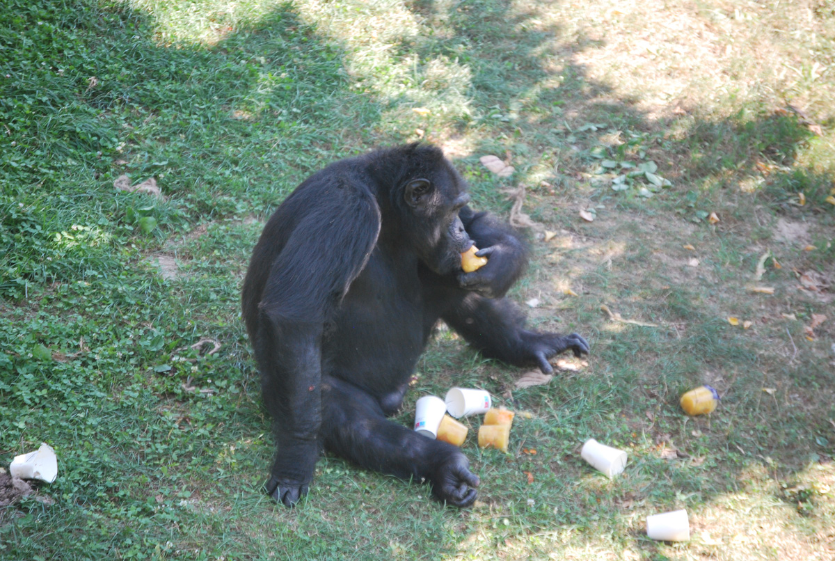 scimpanze-140921.jpg