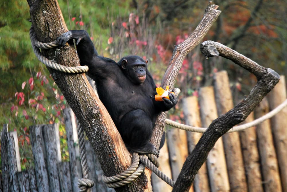 scimpanze-16072019-2.jpg