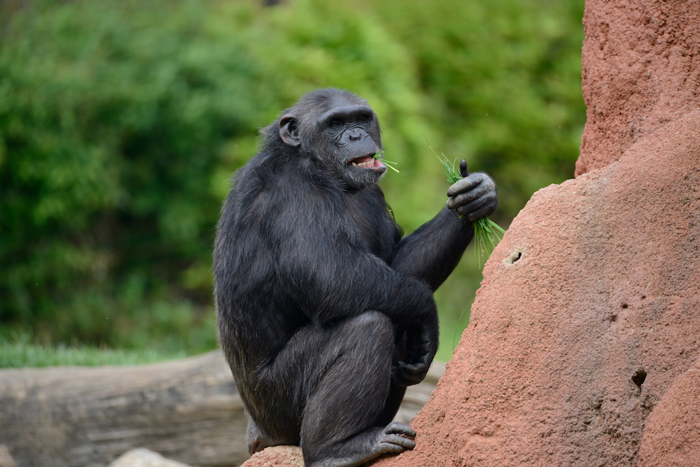 scimpanze-16072019-4.jpg