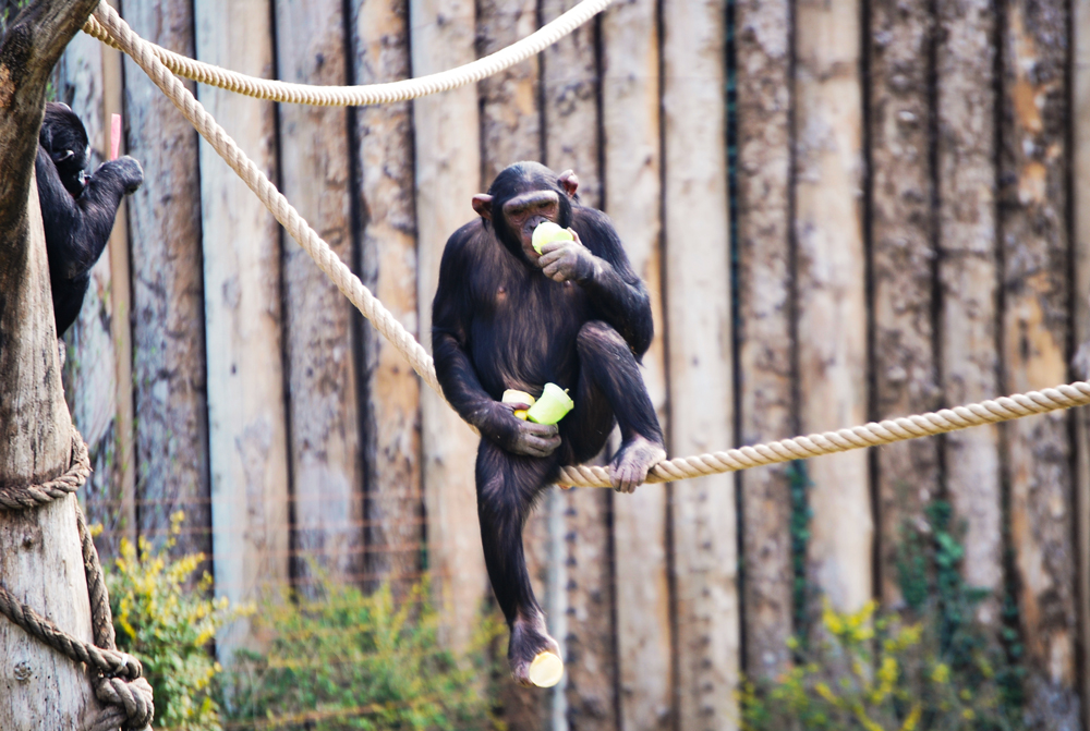 scimpanze-16072019-5.jpg