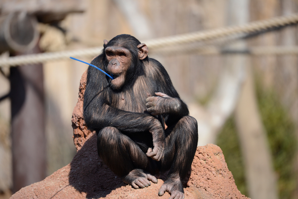 scimpanze-16072019-6.jpg