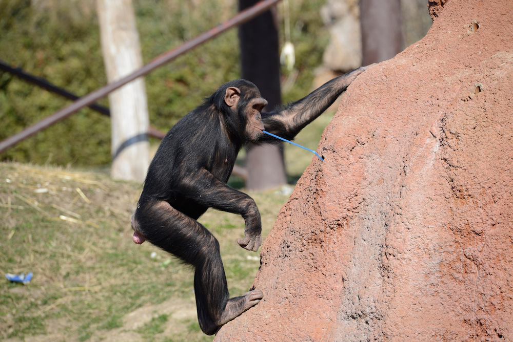 scimpanze-16072019.jpg