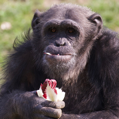 scimpanze-400x400.jpg
