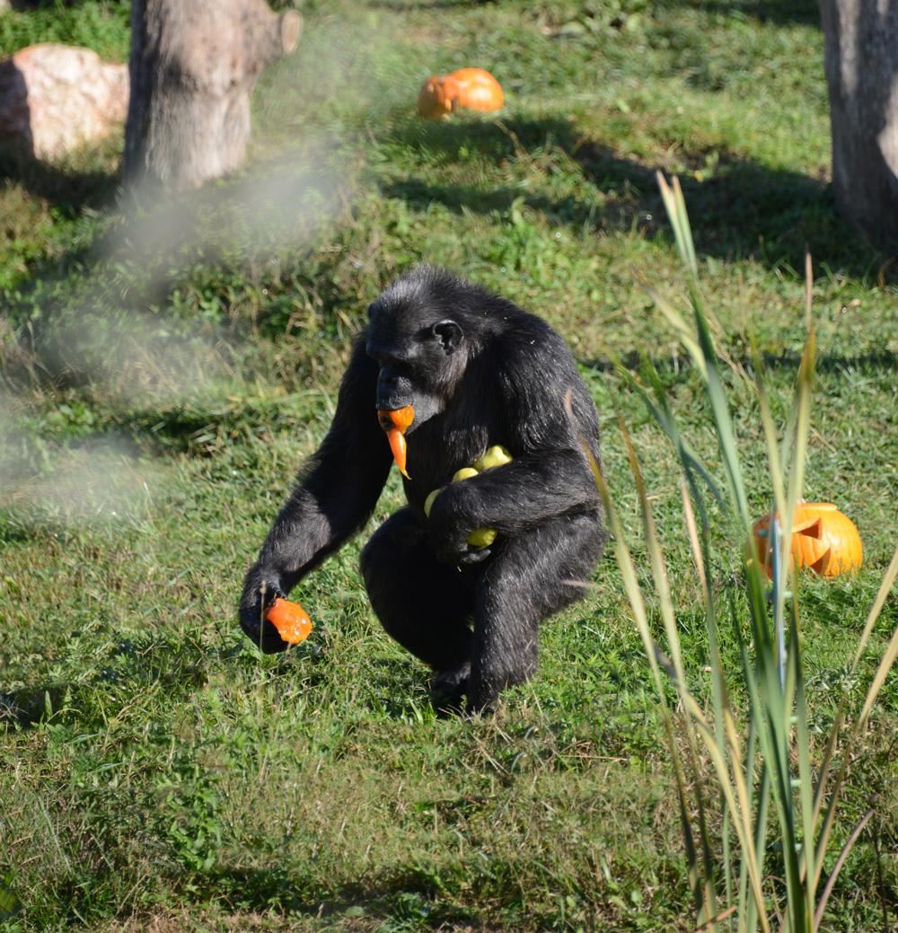 scimpanze-halloween-2018.jpg