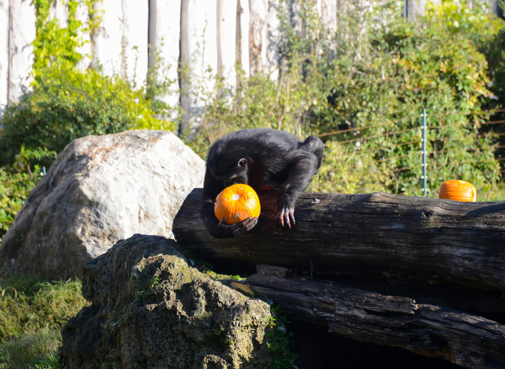 scimpanze-halloween-3-2018.jpg