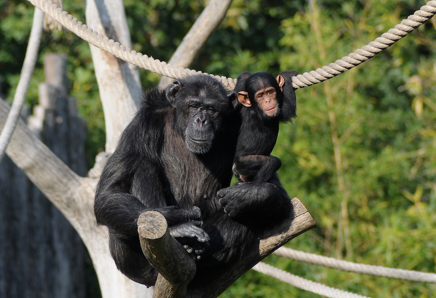 scimpanze-luisa-e-madax.jpg