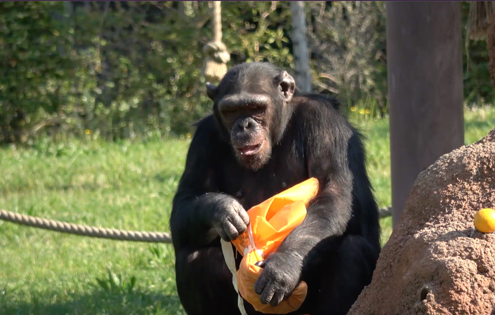 scimpanze-pasqua-2020.jpg
