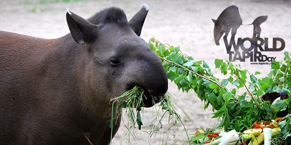 tapir-day.jpg