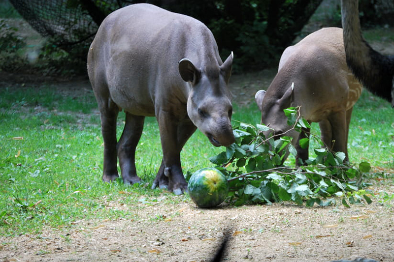 tapiri-140222-2.jpg