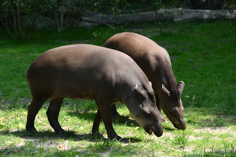tapiri-140222-3.jpg