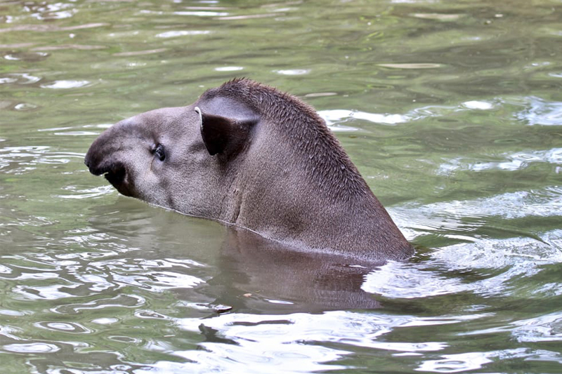 tapiri-140222-4.jpg