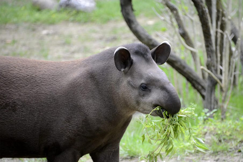tapiri-140222-5.jpg