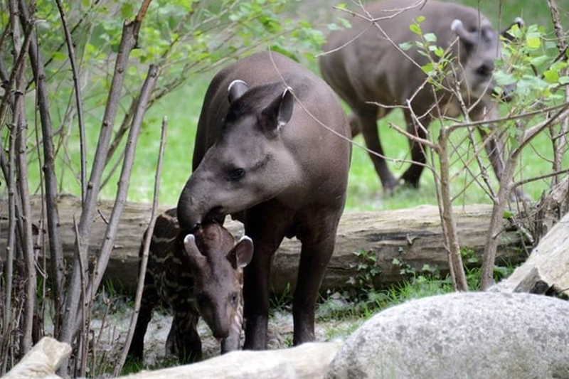 tapiri-140222-6.jpg