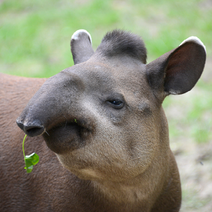 tapiro-100x00.png
