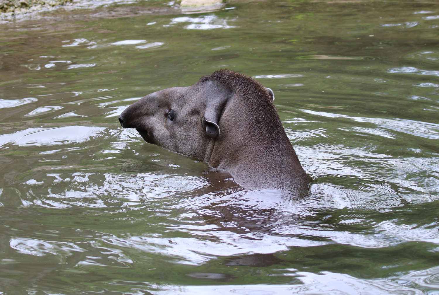tapiro-29042019-2.jpg
