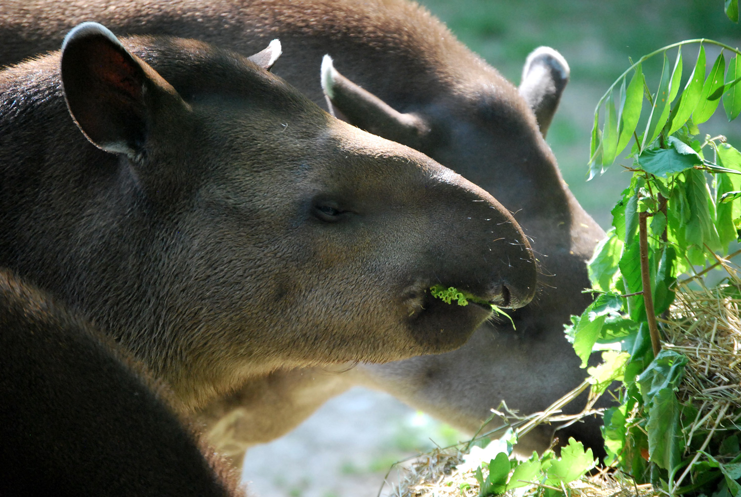 tapiro-29042019-3.jpg