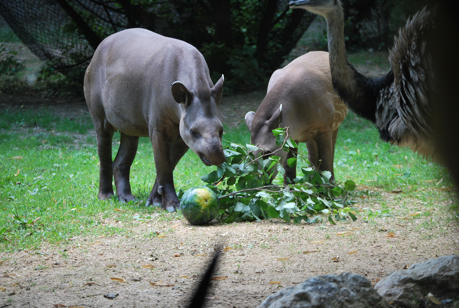 tapiro-29042019-4.jpg