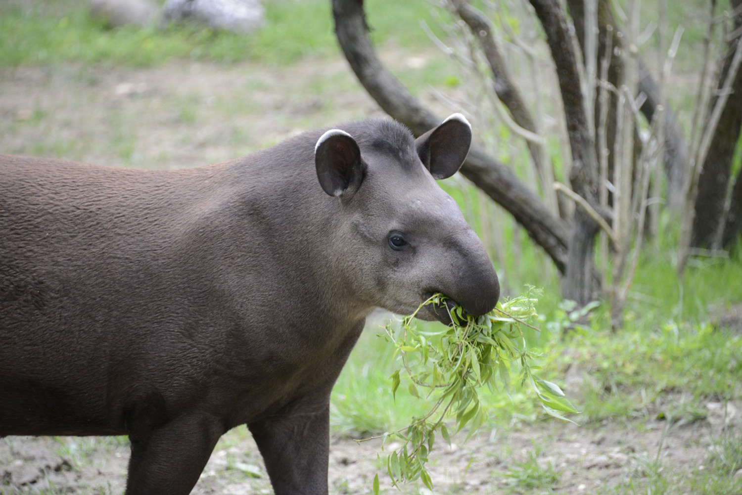 tapiro-29042019-5.jpg