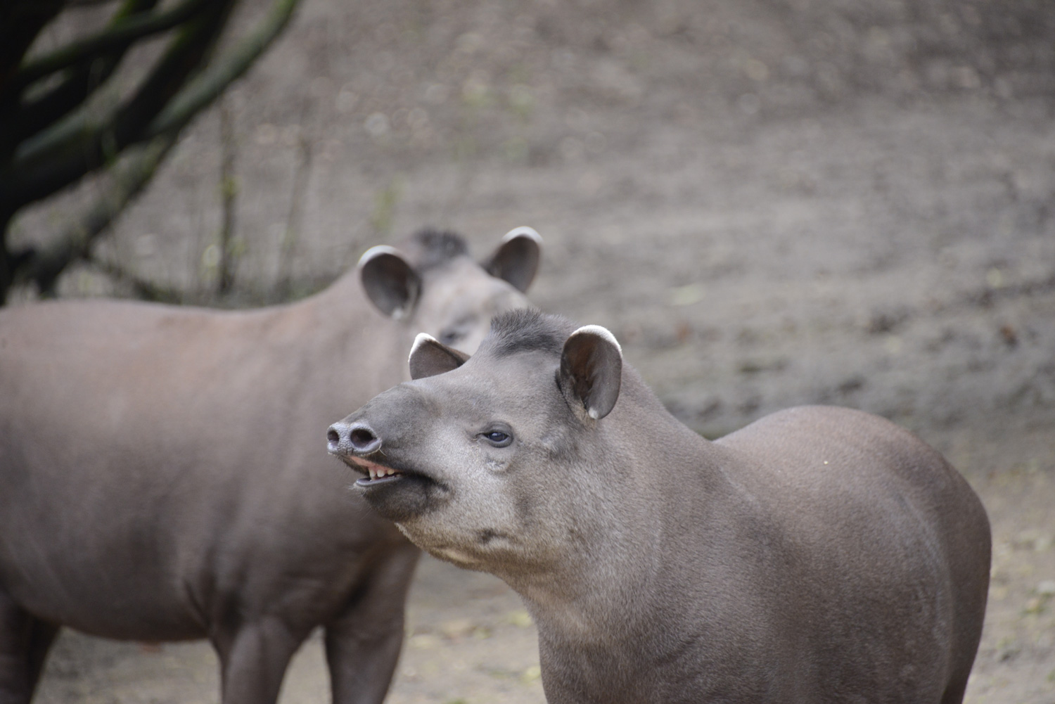 tapiro-29042019.jpg