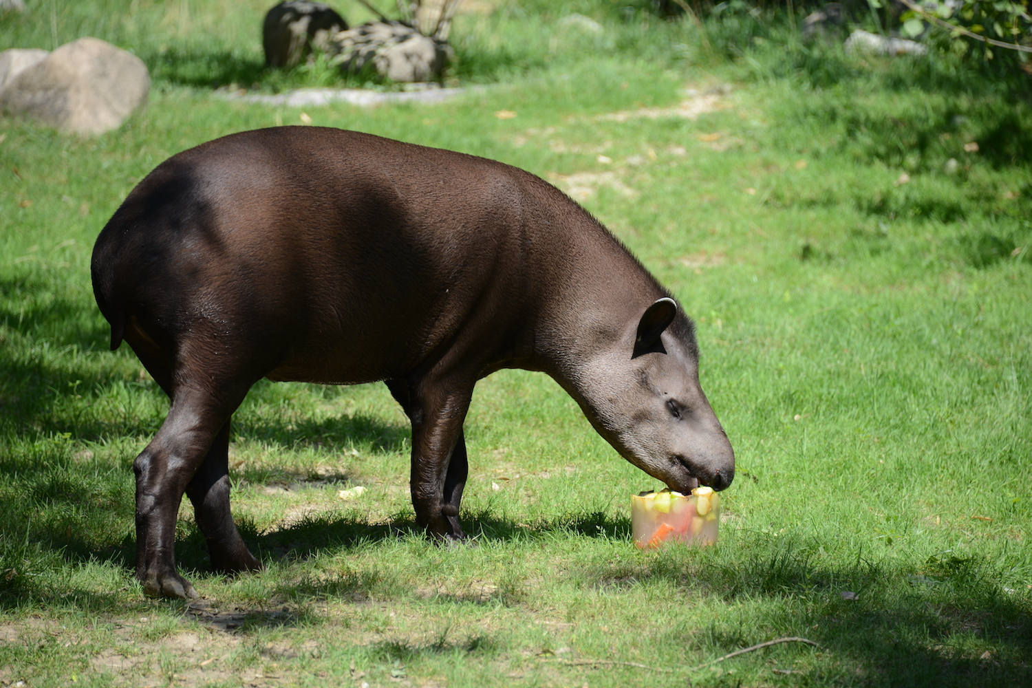 tapiro-arr-alimentare.jpg