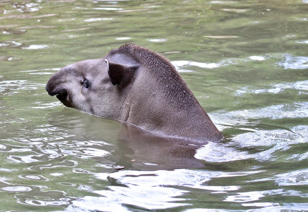 tapiro-bagno-01022019.jpg