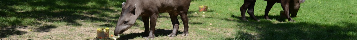 tapiro_sudamericano.jpg
