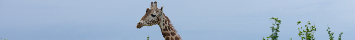 tesi-giraffa-1.jpg