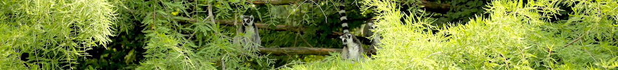 tesi-lemure-catta-2.jpg