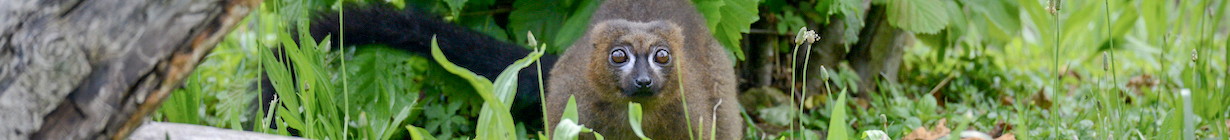 tesi-lemure-ventre-rosso.jpg