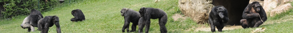 tesi-scimpanze.jpg