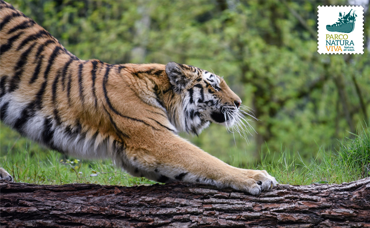 tigre-5.jpg